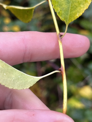 Celastrus orbiculatus (Asian bittersweet)