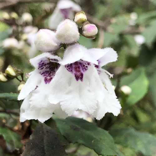 Prostanthera lasianthos (Christmas Bush) (alternate view 3)