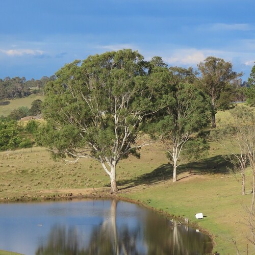 Eucalyptus tereticornis (Forest red gum) (alternate view 2)