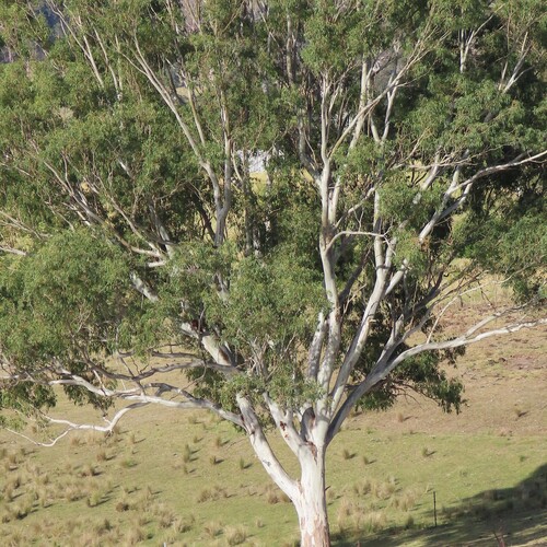 Eucalyptus tereticornis (Forest red gum) (alternate view 3)