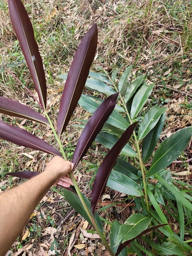 Alpinia caerulea (Native Ginger) (alternate view 5)