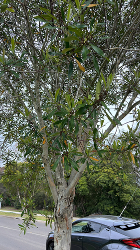 Tristaniopsis laurina (Water Gum) (alternate view 4)