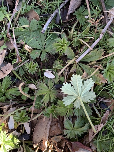 Potentilla argentea (Silvery Cinquefoil)