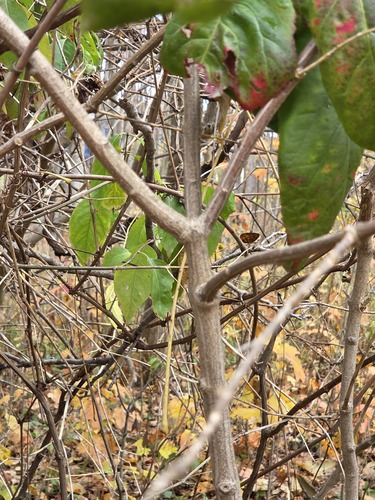 Euonymus atropurpureus (wahoo) (alternate view 4)