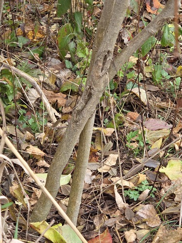 Euonymus atropurpureus (wahoo) (alternate view 5)