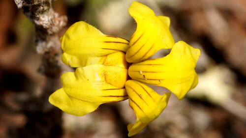 Goodenia pinnatifida (scrambled eggs)