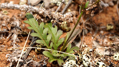 Goodenia pinnatifida (scrambled eggs) (alternate view 2)
