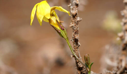 Goodenia pinnatifida (scrambled eggs) (alternate view 3)