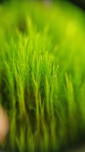 Campylopus introflexus (Heath Star-moss)