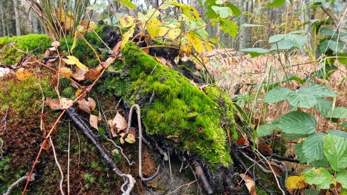 Campylopus introflexus (Heath Star-moss)