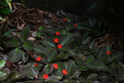 Episcia cupreata (Episcia Flame Violet) (alternate view 9)