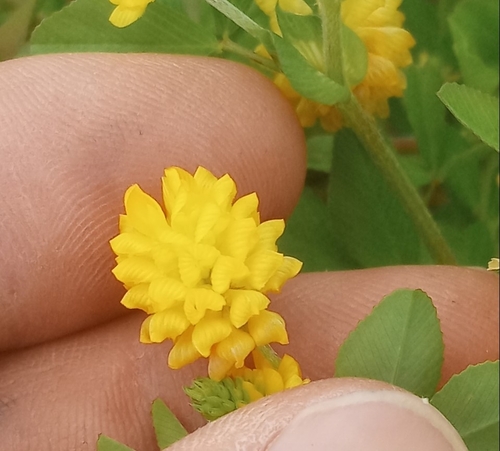 Trifolium campestre (hop trefoil)