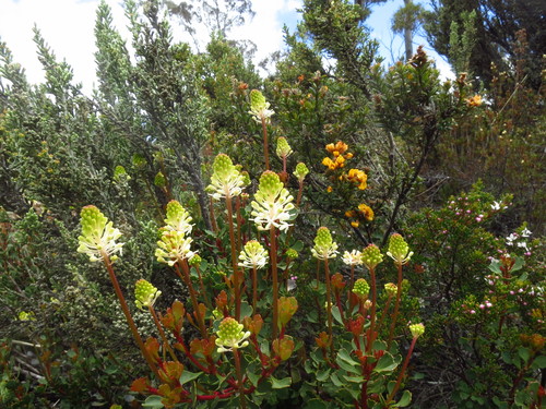 Bellendena montana (Mountain Rocket) (alternate view 6)