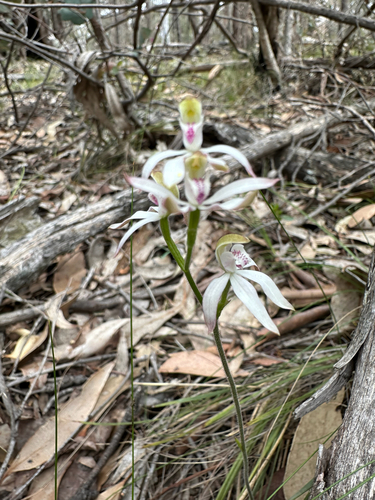 Caladenia moschata (Musky Caps) (alternate view 2)