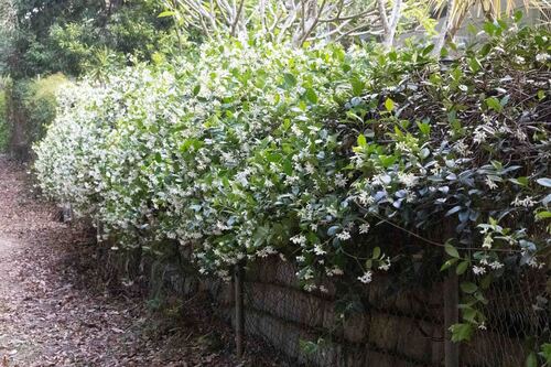 Trachelospermum jasminoides (star jasmine) (alternate view 4)
