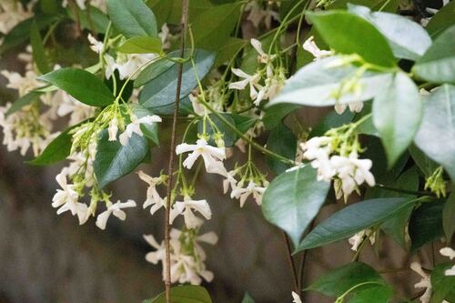 Trachelospermum jasminoides (star jasmine) (alternate view 5)