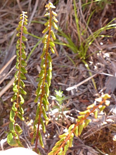 Lindsaea linearis (Screw Fern) (alternate view 4)