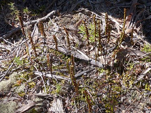 Lindsaea linearis (Screw Fern) (alternate view 5)