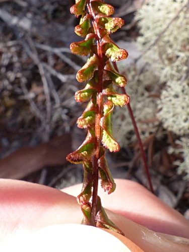 Lindsaea linearis (Screw Fern) (alternate view 3)