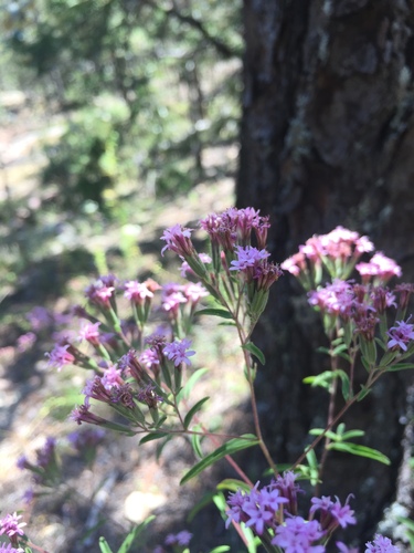 Stevia (alternate view 12)