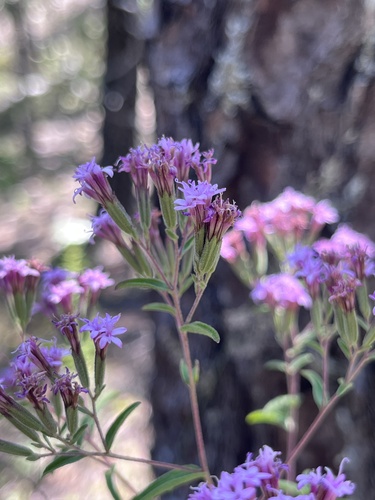 Stevia (alternate view 11)