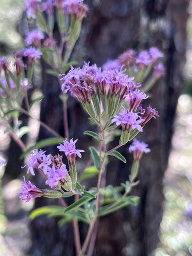 Stevia (alternate view 10)