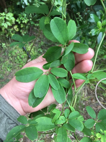 Akebia quinata (five-leaved akebia) (alternate view 9)
