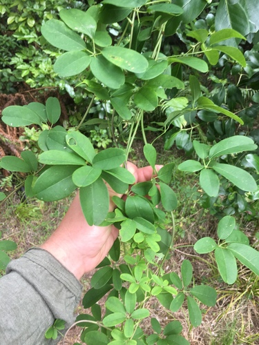 Akebia quinata (five-leaved akebia) (alternate view 8)
