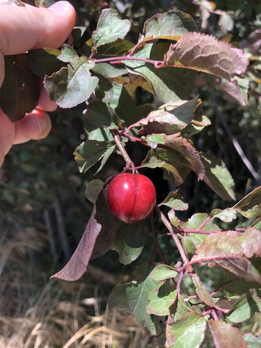 Prunus domestica (European plum) (alternate view 5)