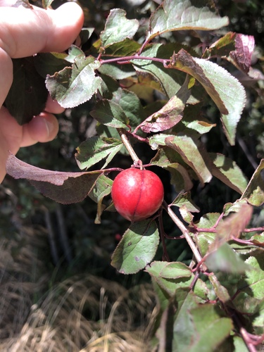 Prunus domestica (European plum) (alternate view 4)