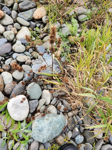 Galeopsis bifida (Bifid Hemp-nettle)