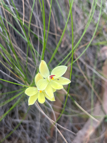 Thelymitra antennifera (lemon-scented sun orchid) (alternate view 8)
