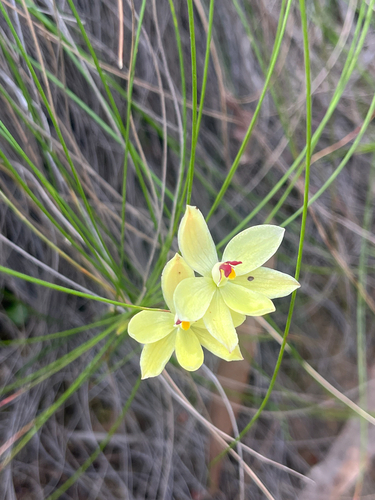 Thelymitra antennifera (lemon-scented sun orchid) (alternate view 7)