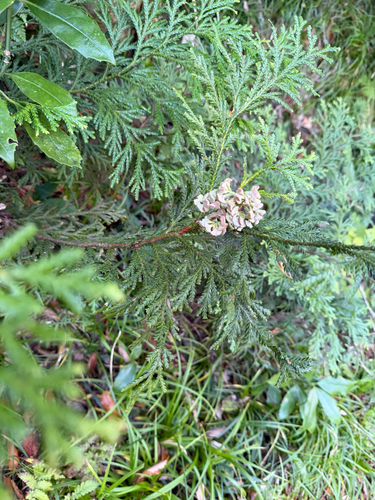 Thujopsis dolabrata (Japanese false arborvitae) (alternate view 5)