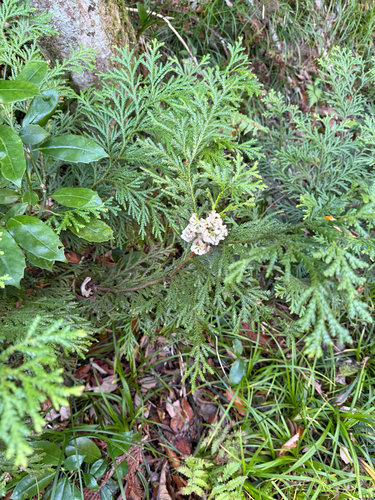 Thujopsis dolabrata (Japanese false arborvitae) (alternate view 4)