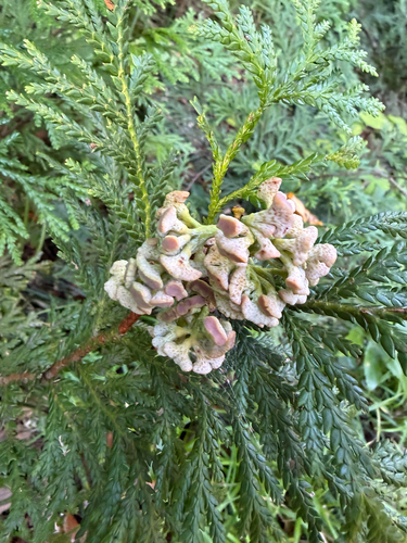 Thujopsis dolabrata (Japanese false arborvitae) (alternate view 2)