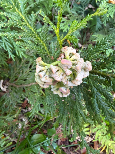 Thujopsis dolabrata (Japanese false arborvitae) (alternate view 3)