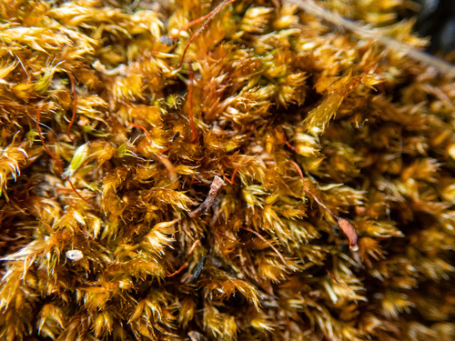 Sematophyllum homomallum (Bronze Moss) (alternate view 4)