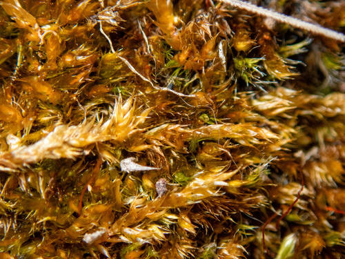 Sematophyllum homomallum (Bronze Moss) (alternate view 5)