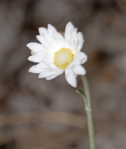 Argentipallium obtusifolium (Blunt everlasting) (alternate view 5)