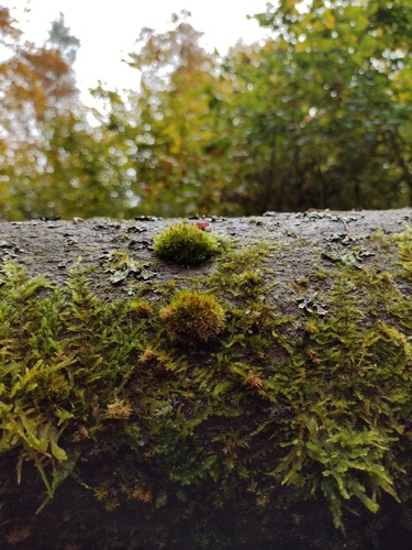 Ulota (alternate view 7)
