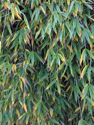 Fargesia murielae (Umbrella Bamboo) (alternate view 4)