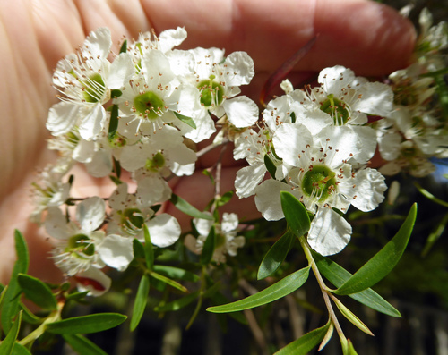 Leptospermum polygalifolium (Tantoon)