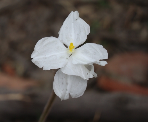 Patersonia sericea (Silky Purple Flag) (alternate view 6)