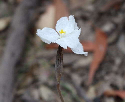 Patersonia sericea (Silky Purple Flag) (alternate view 7)
