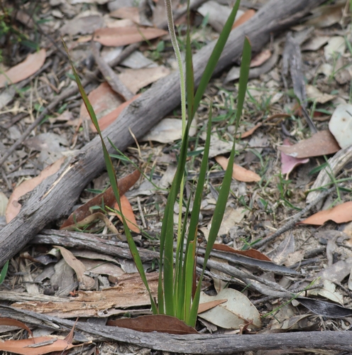Patersonia sericea (Silky Purple Flag) (alternate view 8)