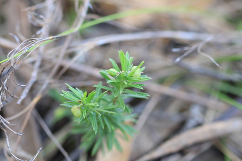 Rhytidosporum procumbens (white marianth) (alternate view 6)