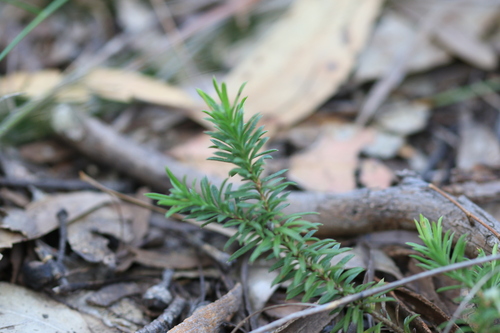 Rhytidosporum procumbens (white marianth) (alternate view 7)