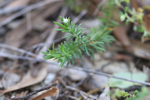 Rhytidosporum procumbens (white marianth) (alternate view 8)