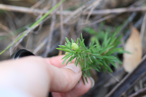 Rhytidosporum procumbens (white marianth) (alternate view 9)